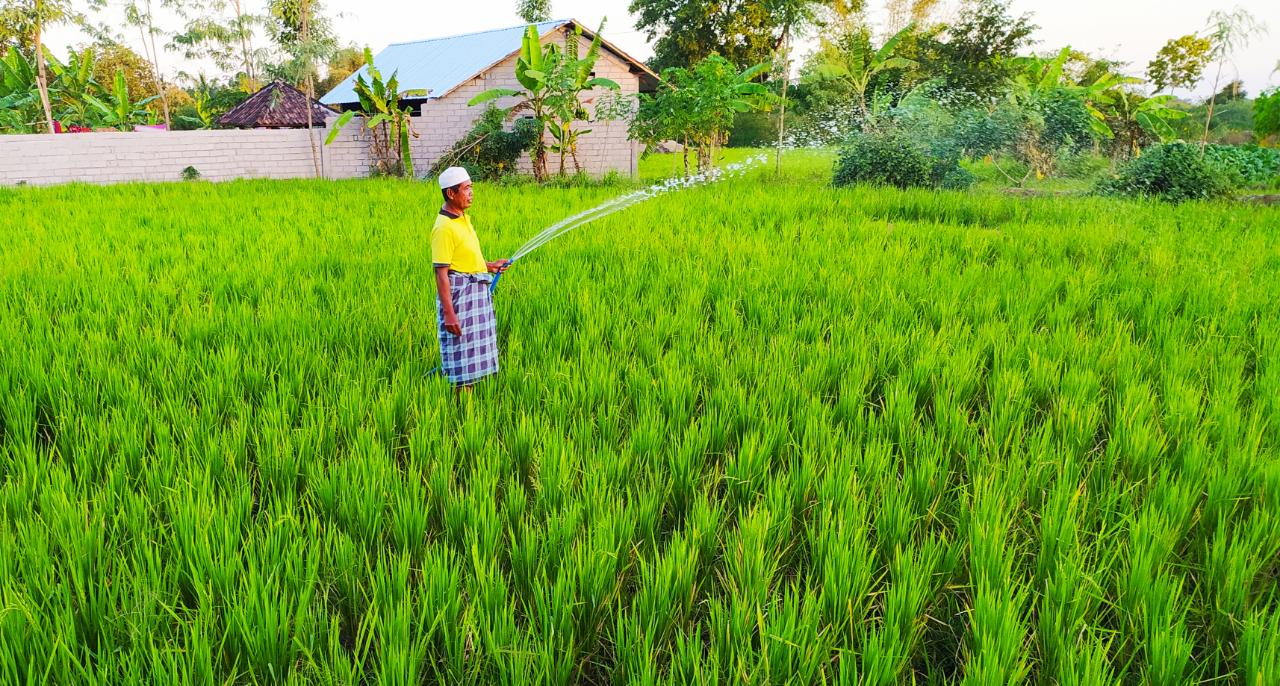 566 Hektare Lahan Pertanian  di Lombok Tengah Terancam 