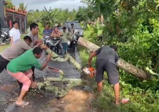 Hujan Disertai Angin Kencang Di Loteng Masyarakat Diminta Waspada Pohon Tumbang Saat Berkendara